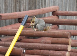 squirrel at the compost corral