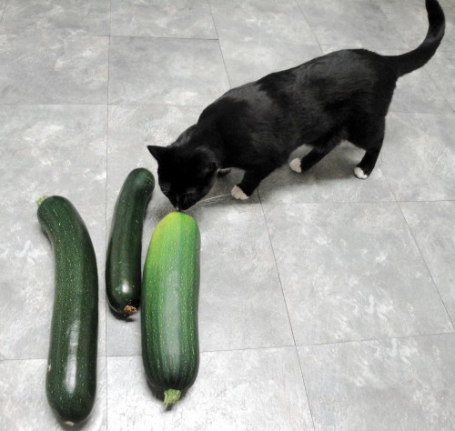 Maggie and the big zucchini