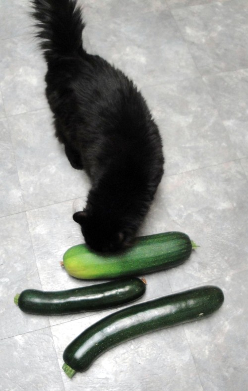 Molly and the big zucchini